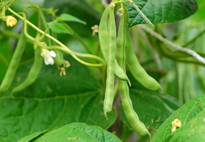 Bush Beans