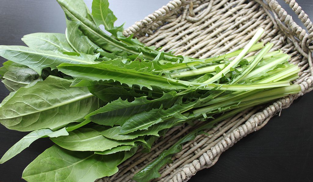 Lettuce Types and Varieties: Dandelion Greens