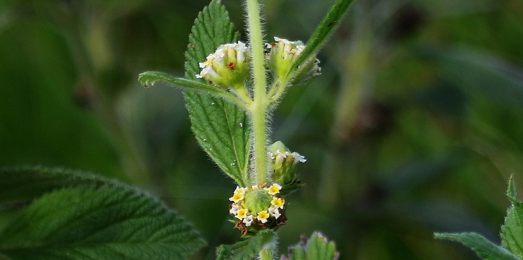 Grow Mexican Oregano