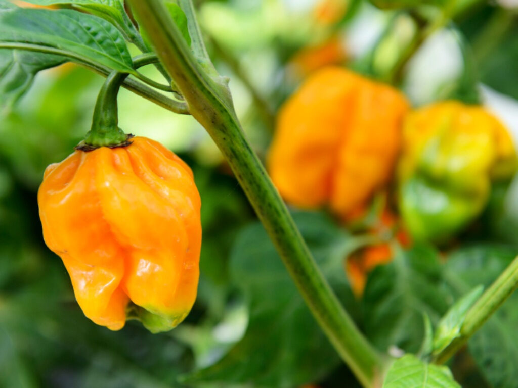 Pepper Types: Habanero peppers