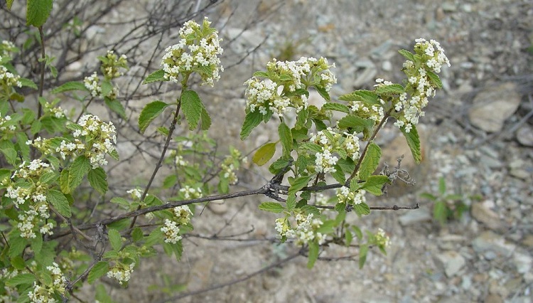 Harvesting Mexican Oregano 