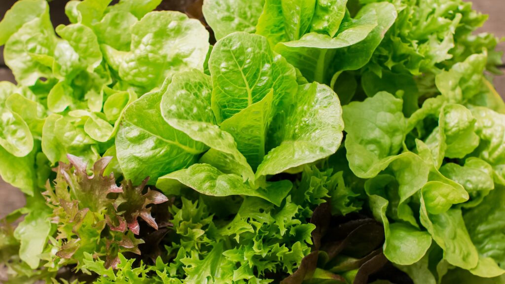 Lettuce Types and Varieties 