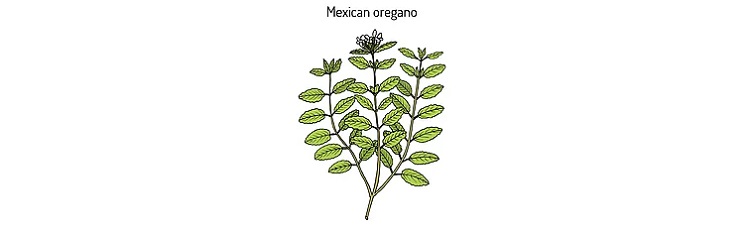 Mexican Oregano