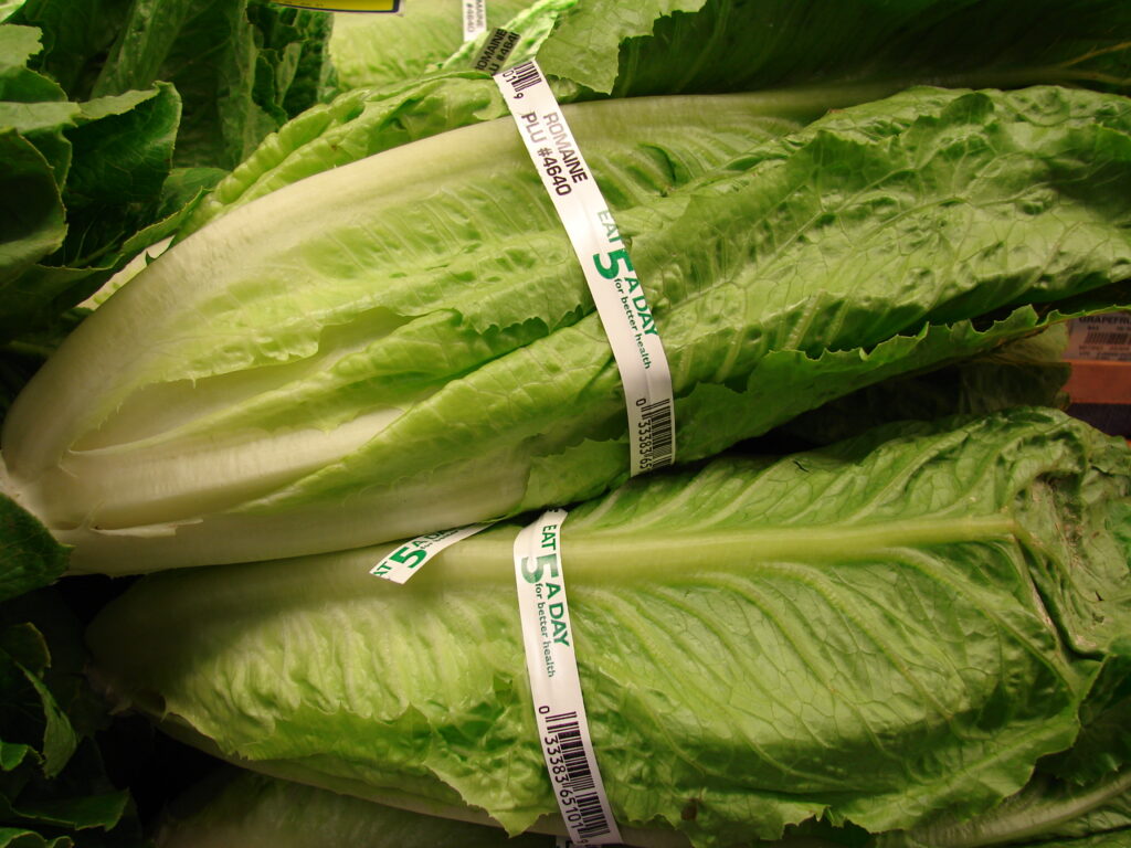 Romaine