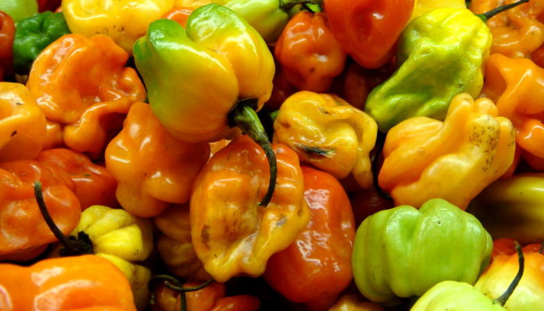 Scotch Bonnet