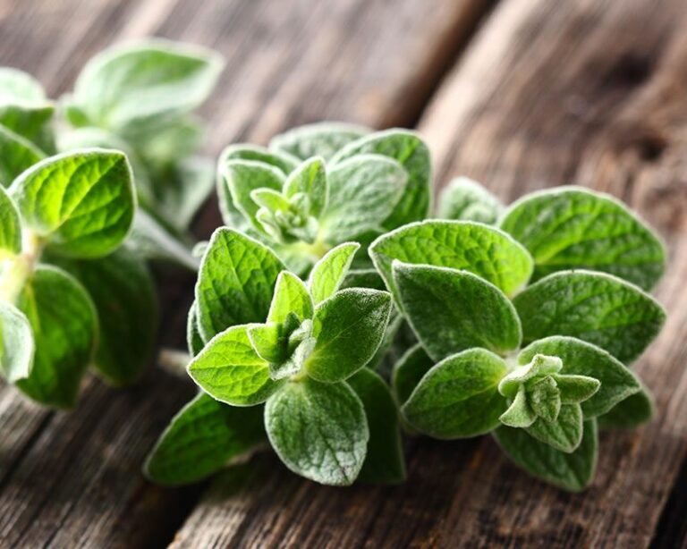 Types of Oregano Explained How to Grow This Herb Starting Today?