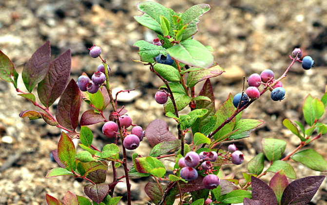 berries