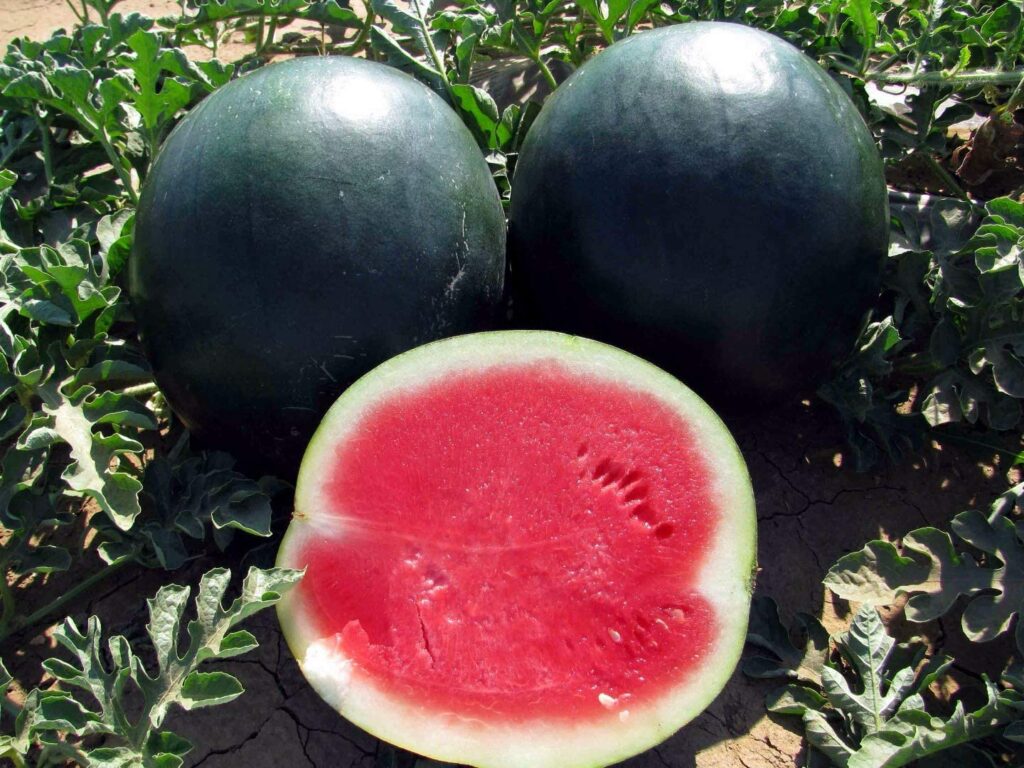 black watermelon