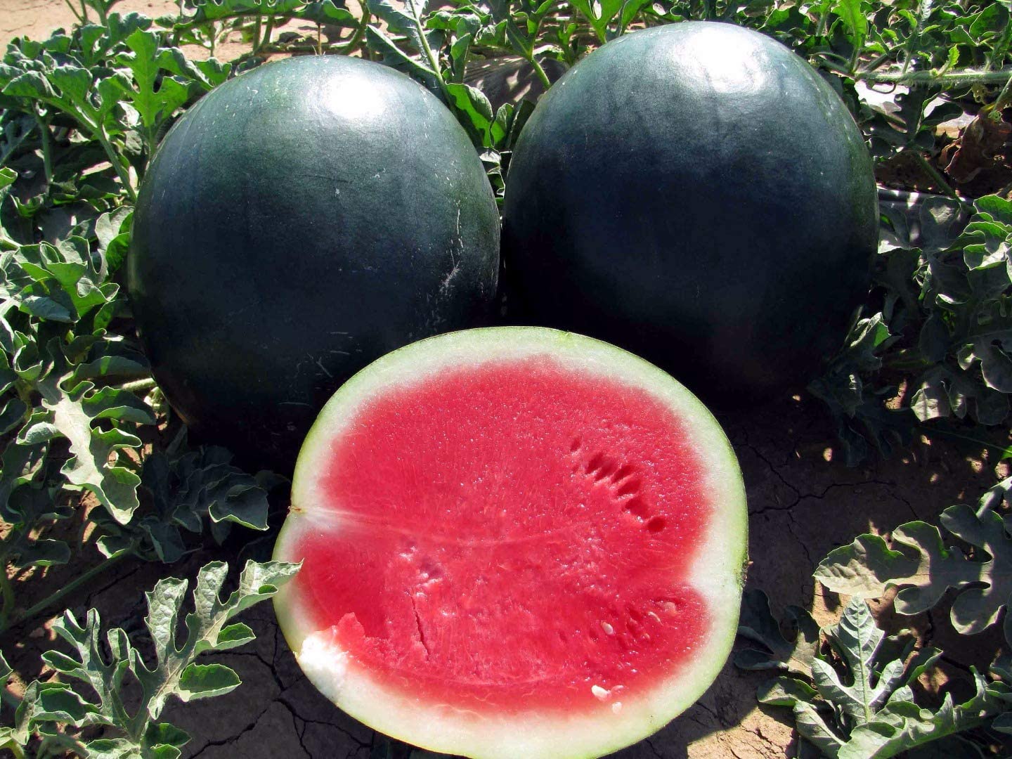 Black Watermelon Growing Guide How To Prepare The Soil for Planting
