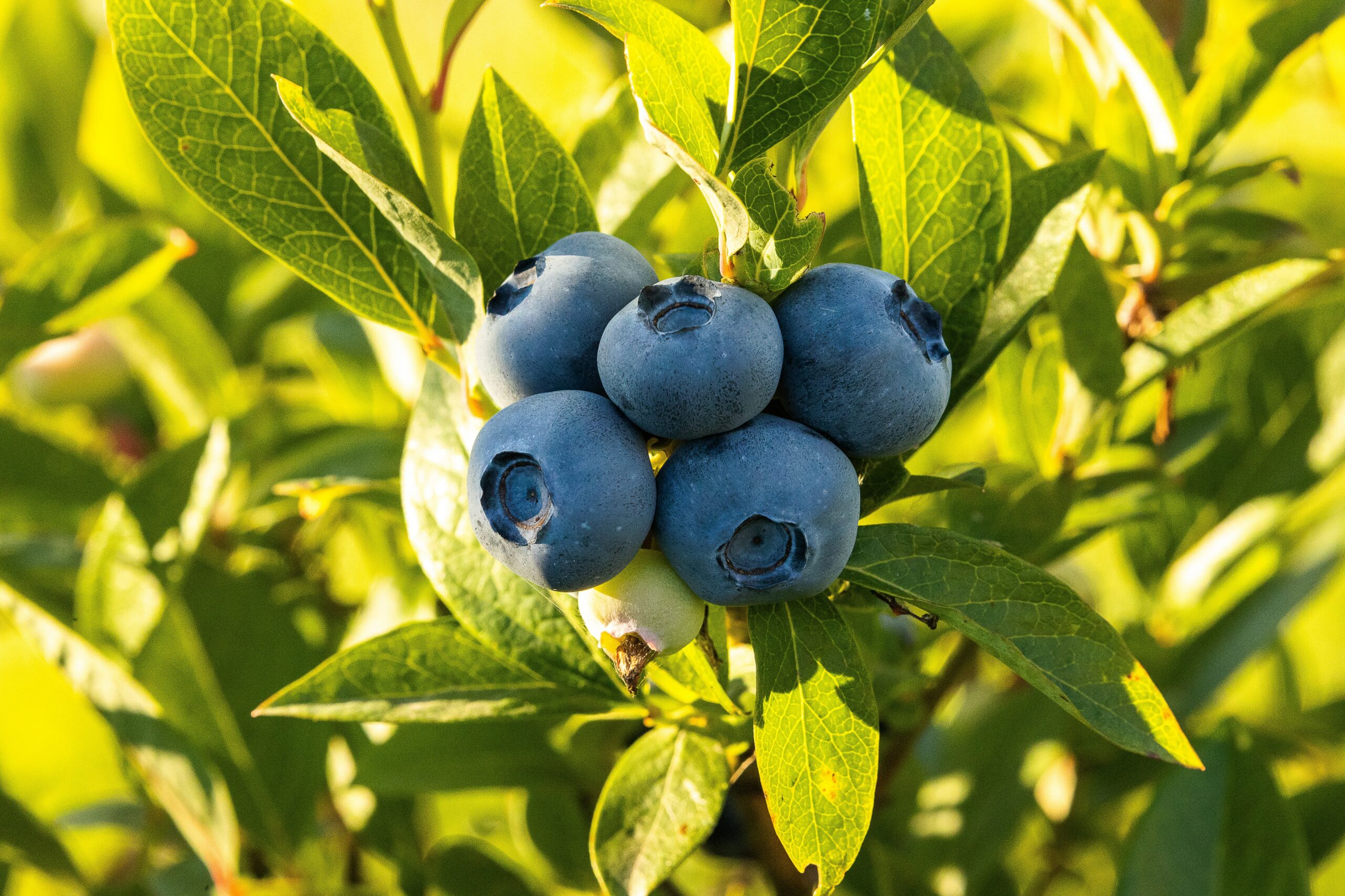 Bluecrop Blueberry Growing 