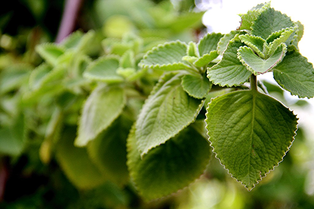 mexican oregano