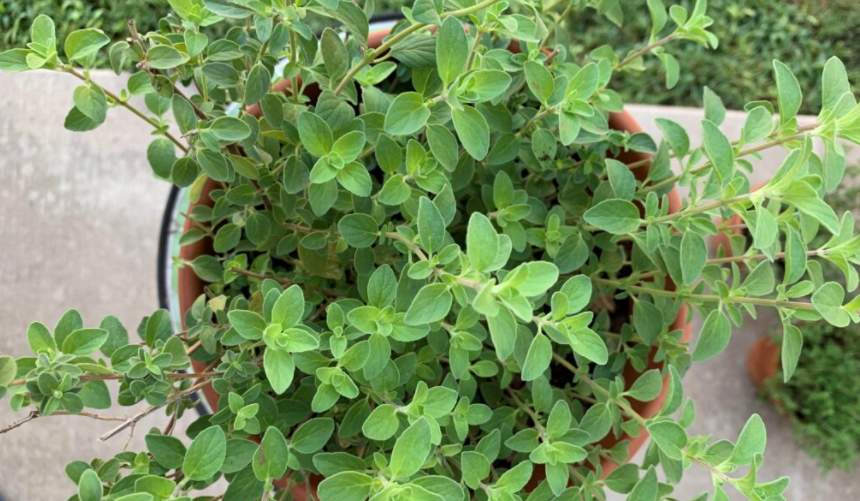 oregano growing