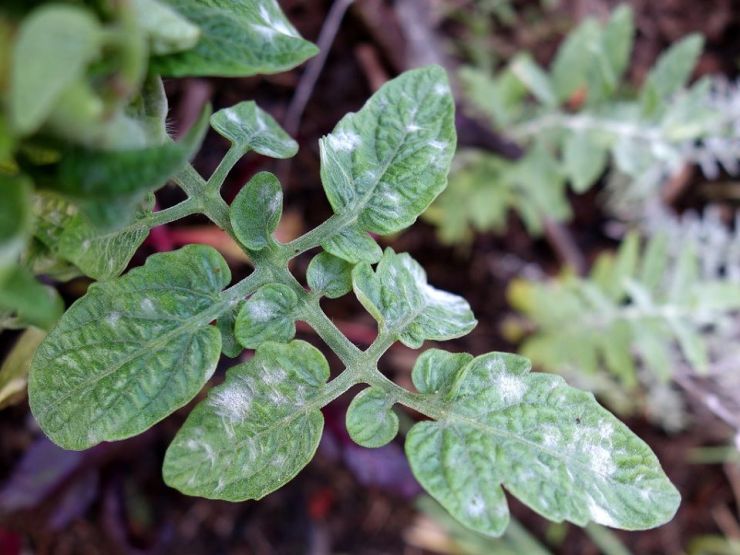 White Spots on Tomato Leaves Advice And How To Successfully Remove Them