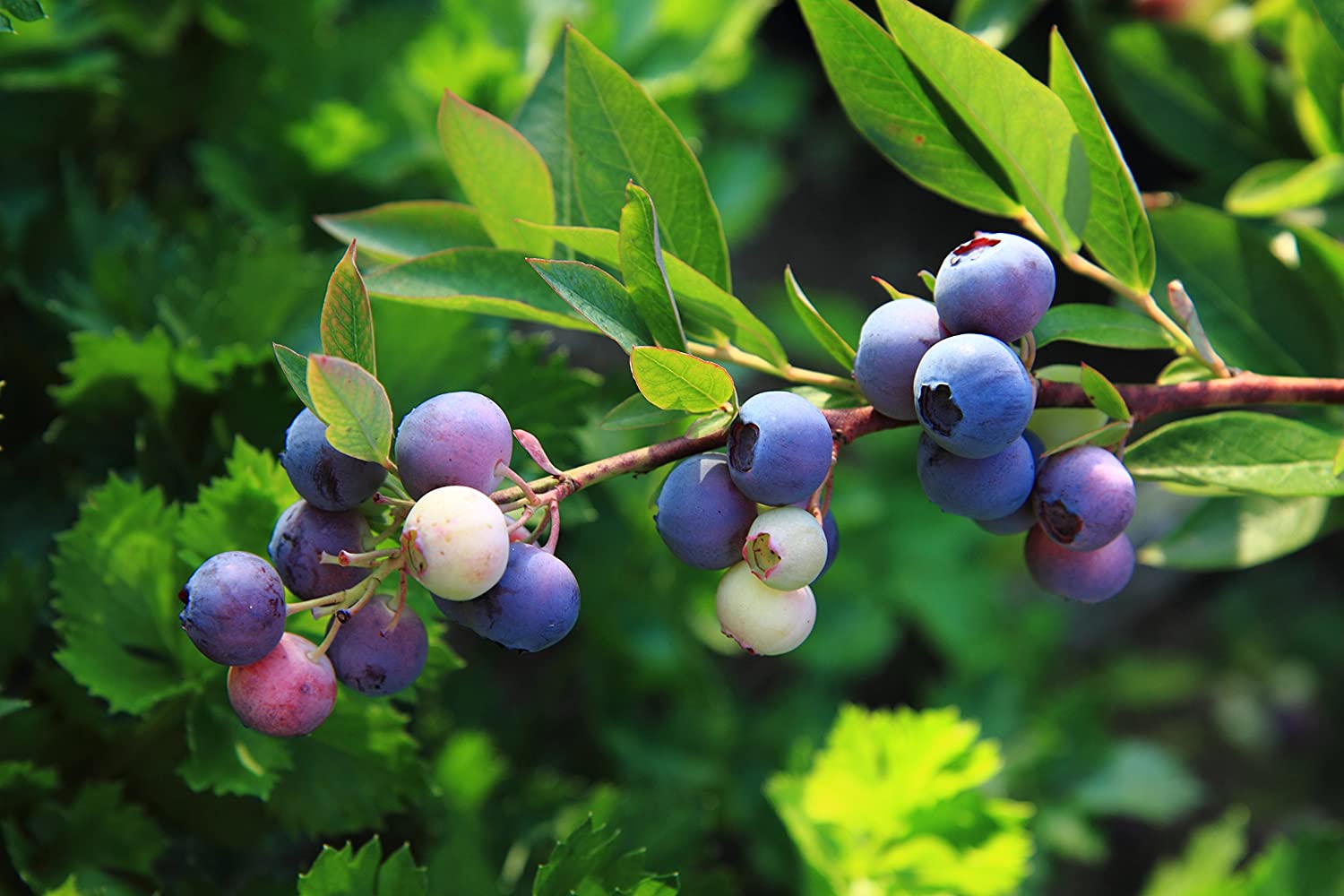 Duke Blueberry Growing Guide: How To Start Your Blueberry Garden?