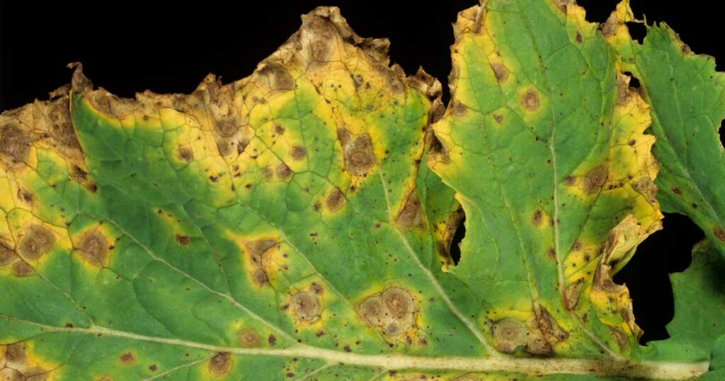 Alternaria Leaf Spot