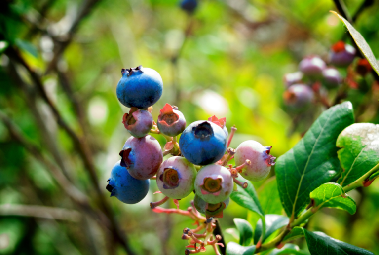 Best Blueberry Companion Plants That You Should Totally Plant Together