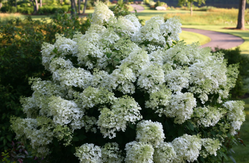 Bobo Hydrangea