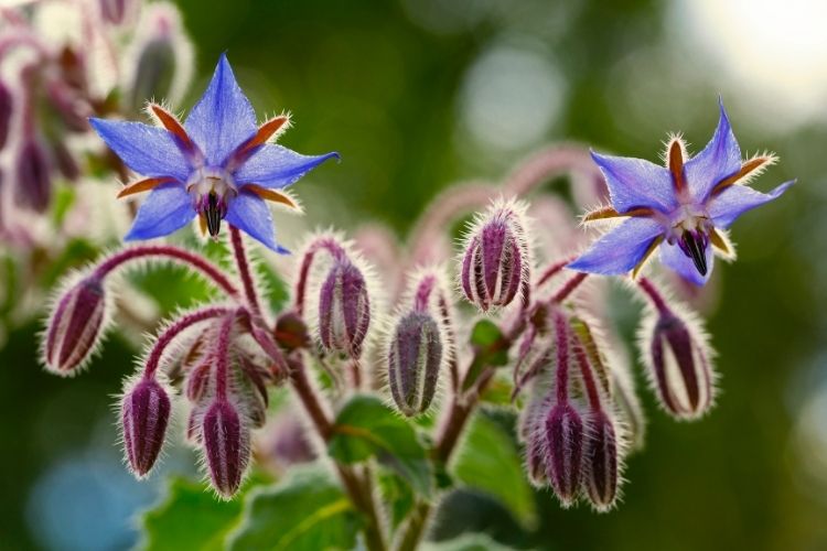 Borage