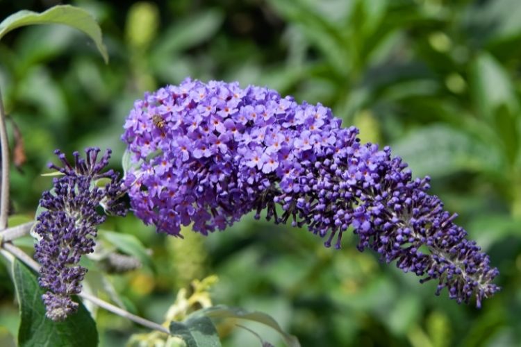 Butterfly Bush