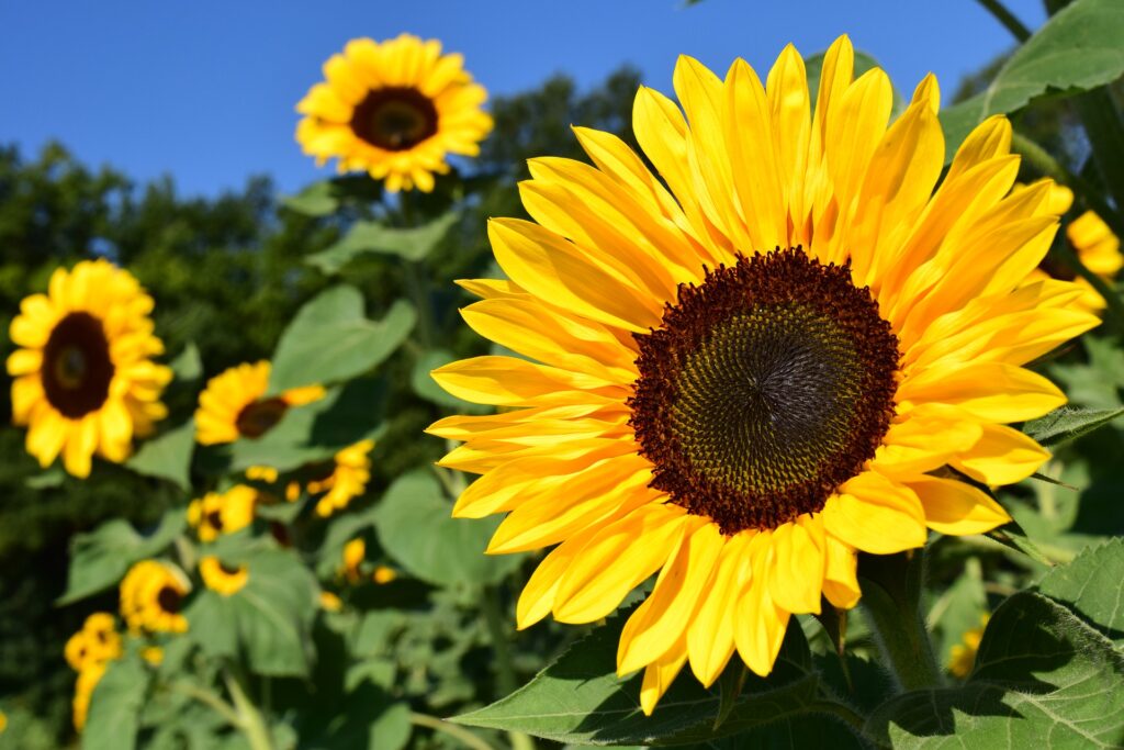 Gardening Seeds