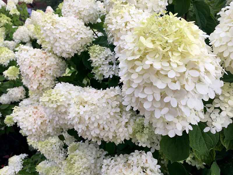 Grandiflora Hydrangea