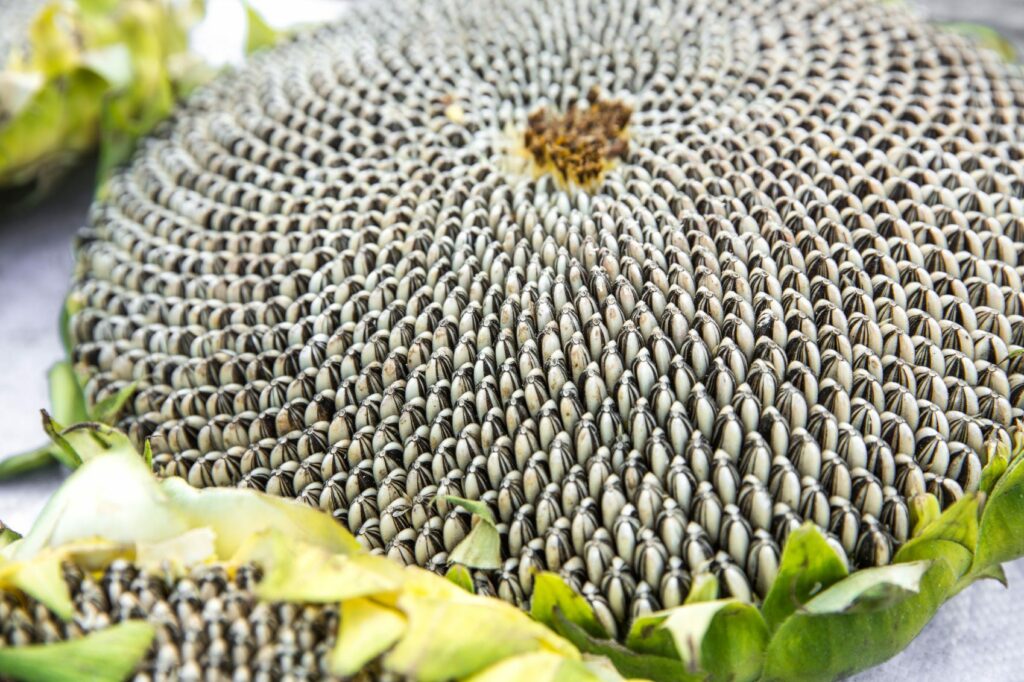 Harvest Sunflower Seeds