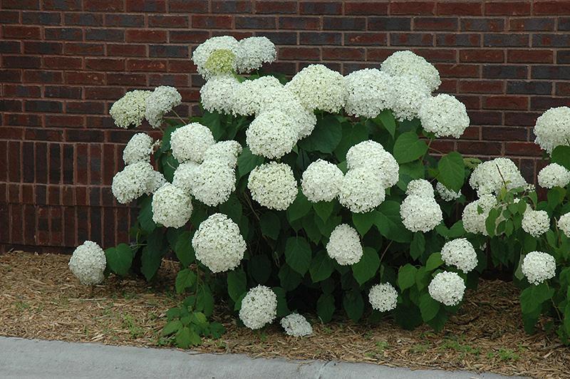 Incrediball Hydrangea Growing Guide