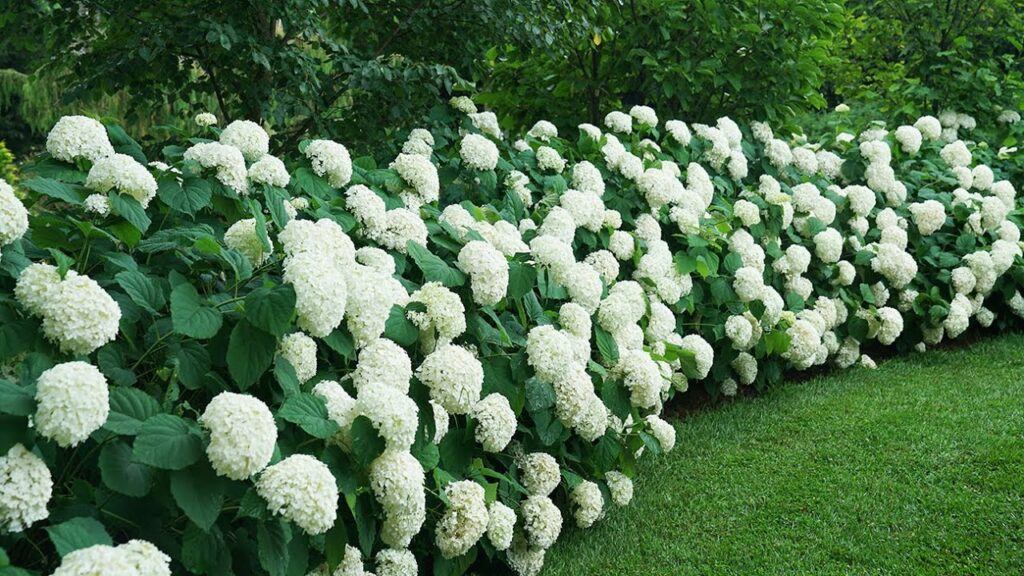 Incrediball Hydrangea Growing Guide