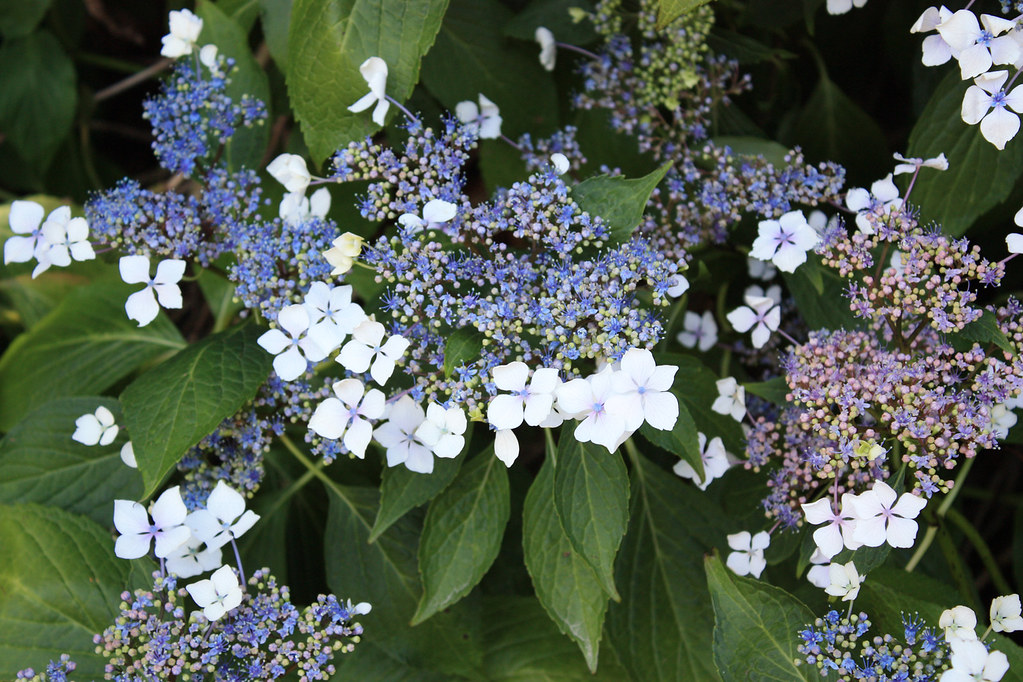 Panicle Hydrangea