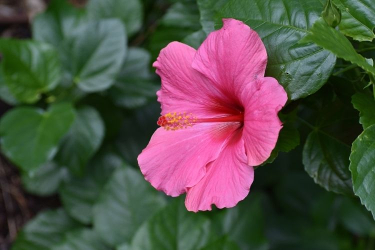 Pink Hibiscus 