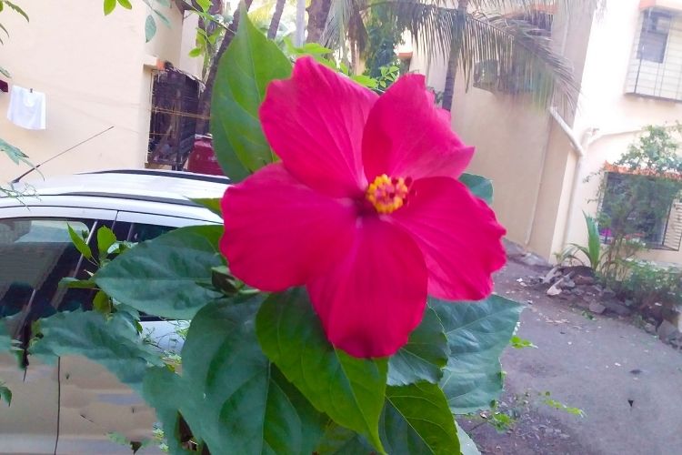 Pink Hibiscus