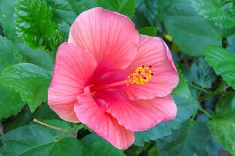 Pink Hibiscus