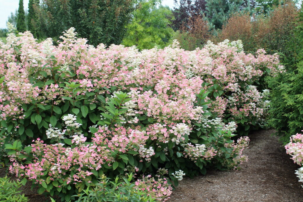 Quick Fire Hydrangea