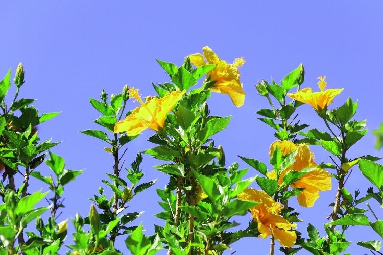 Yellow Hibiscus 