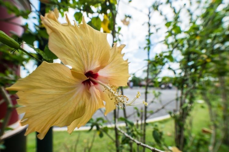 Yellow Hibiscus