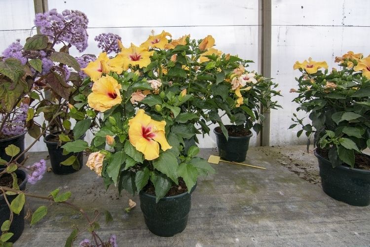 Yellow Hibiscus Pots