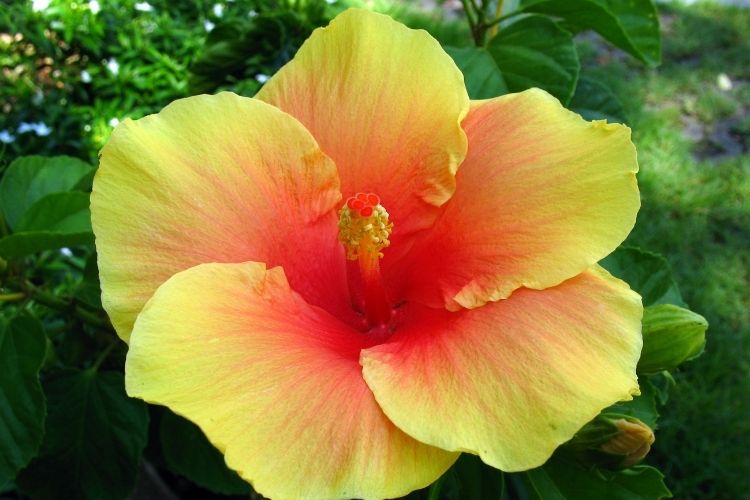 Yellow Hibiscus