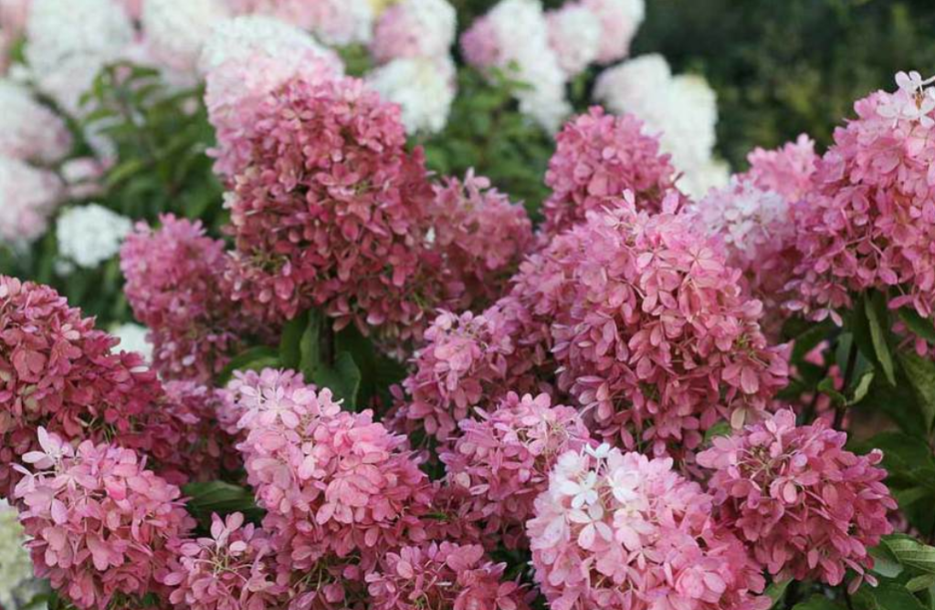 Zinfin Doll Hydrangea