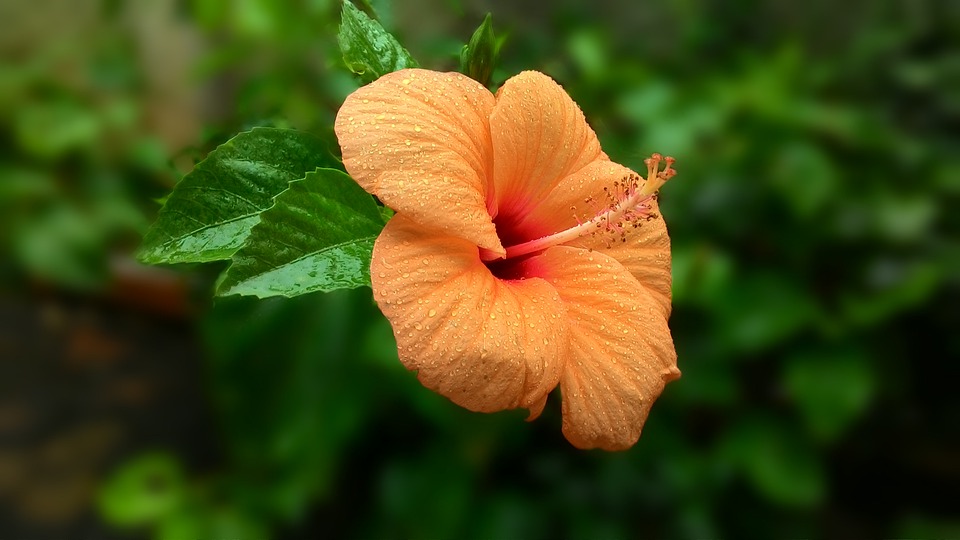 orange hibiscus