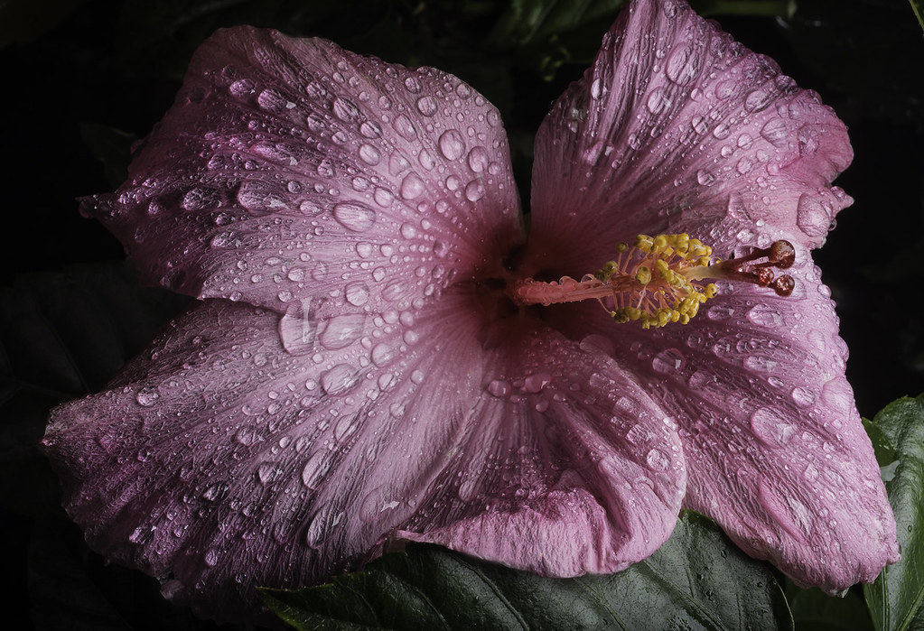 pink hibiscus