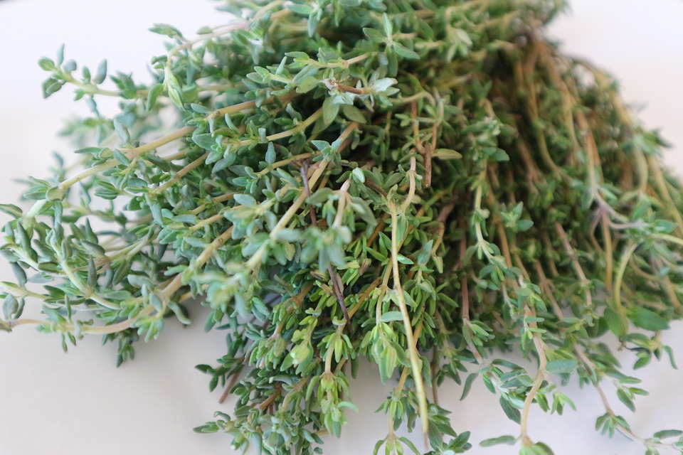 thyme