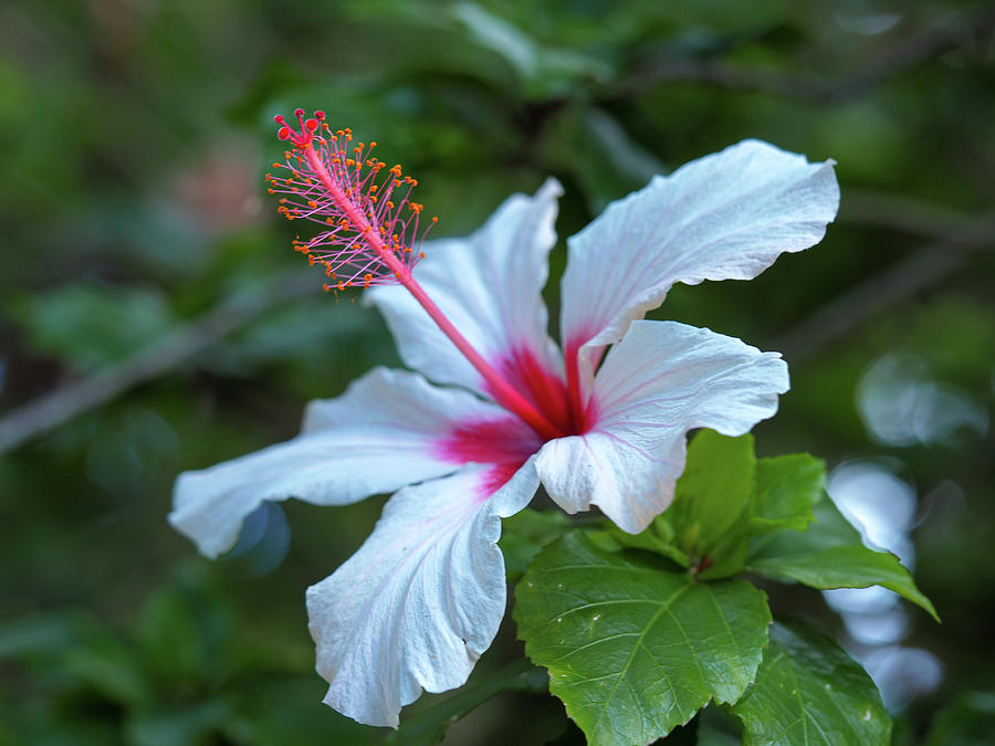 white hibiscus