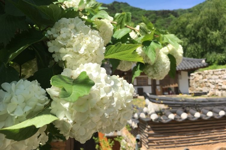 Bigleaf Hydrangea