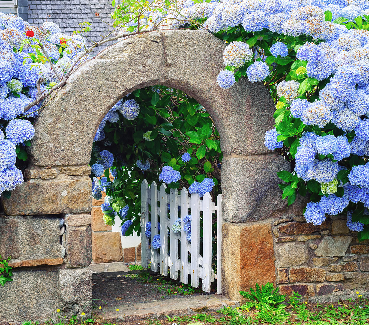 Climbing Hydrangeas