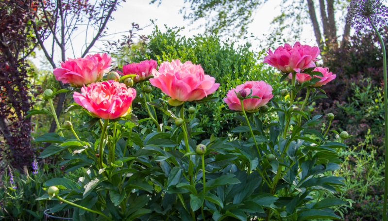 Coral Charm Peony