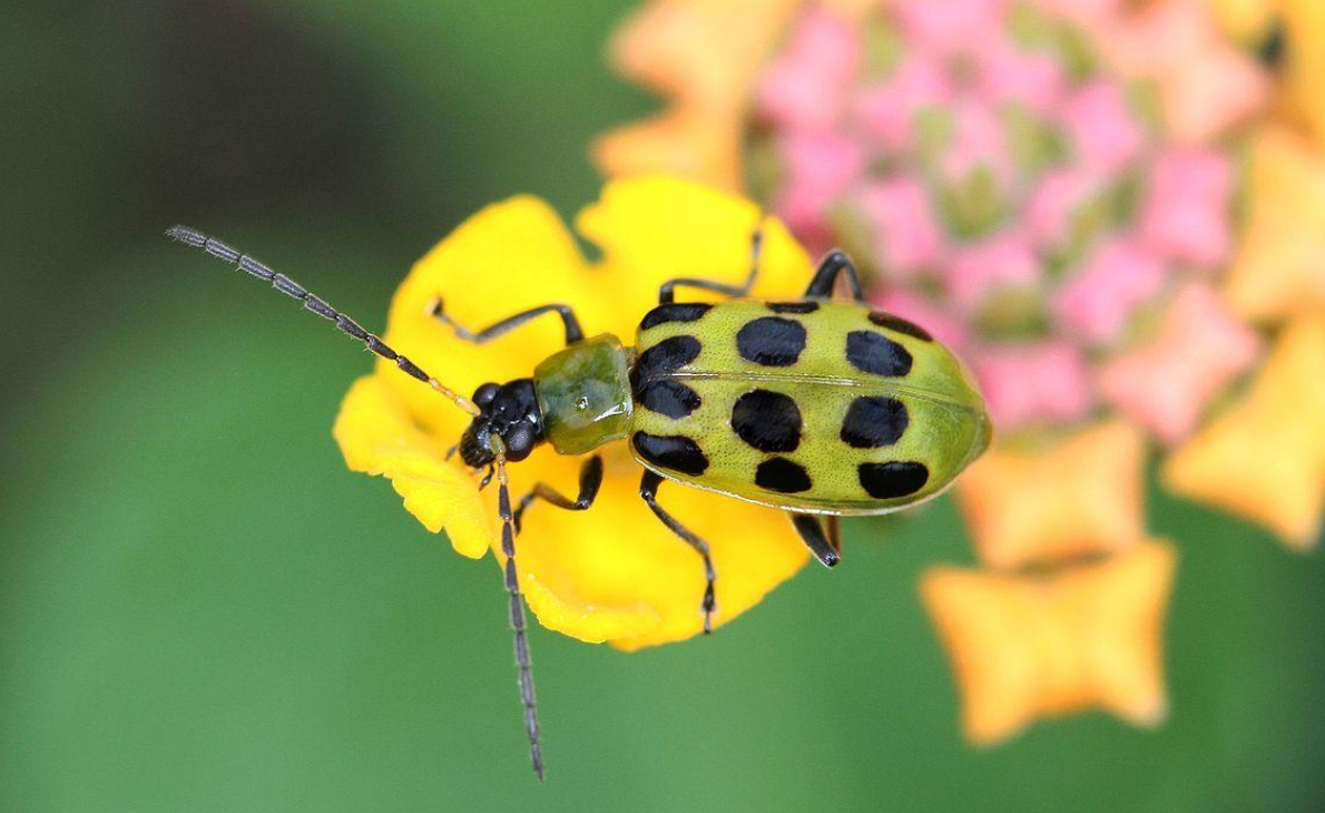 Cucumber Beetles