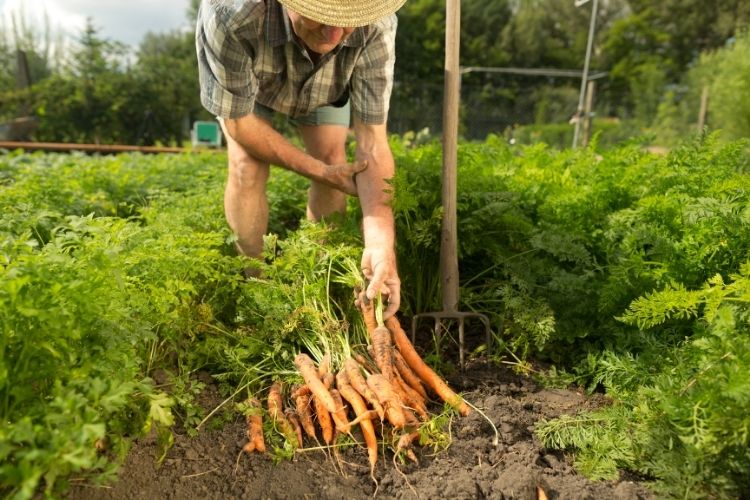 Farmer Carrot Field