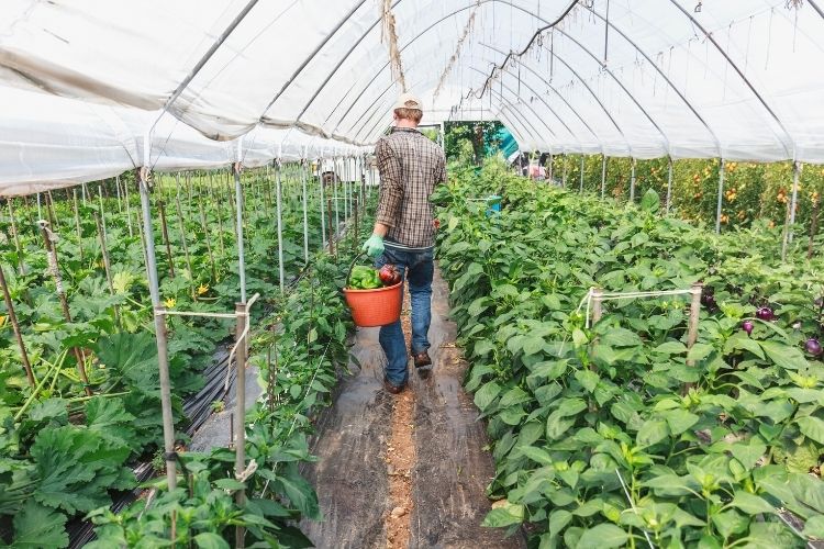 Farmer Harvesting Peppers