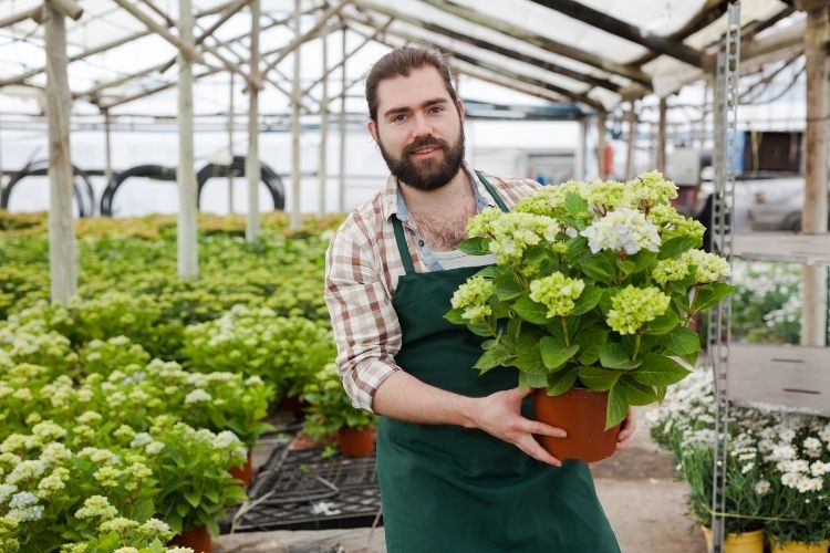 Hydrangea potted