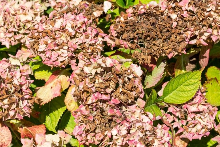 Hydrangeas diseases